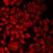 Alsin Rho Guanine Nucleotide Exchange Factor ALS2 antibody, orb412549, Biorbyt, Immunofluorescence image 