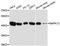 Mitogen-Activated Protein Kinase 12 antibody, A13046, ABclonal Technology, Western Blot image 