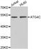 Autophagy Related 4C Cysteine Peptidase antibody, STJ29533, St John