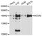 Nuclear Receptor Coactivator 2 antibody, A10280, ABclonal Technology, Western Blot image 