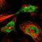 Equatorin antibody, NBP1-90869, Novus Biologicals, Immunofluorescence image 