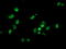 Phosphoglycerate Mutase 2 antibody, LS-C173248, Lifespan Biosciences, Immunofluorescence image 
