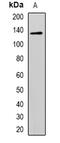 Melanoma Cell Adhesion Molecule antibody, abx225287, Abbexa, Western Blot image 