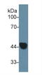 Keratin 19 antibody, LS-C297150, Lifespan Biosciences, Western Blot image 