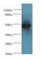 Creatine Kinase, Mitochondrial 2 antibody, LS-C375469, Lifespan Biosciences, Western Blot image 