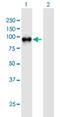 WEE1hu antibody, H00007465-B01P, Novus Biologicals, Western Blot image 