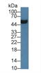 SRBC antibody, LS-C372503, Lifespan Biosciences, Western Blot image 