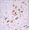 P21 (RAC1) Activated Kinase 3 antibody, LS-C164516, Lifespan Biosciences, Immunohistochemistry frozen image 