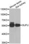 SUFU Negative Regulator Of Hedgehog Signaling antibody, abx005181, Abbexa, Western Blot image 