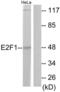 E2F-1 antibody, LS-C117604, Lifespan Biosciences, Western Blot image 