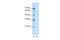 Tripartite Motif Containing 38 antibody, 28-195, ProSci, Enzyme Linked Immunosorbent Assay image 