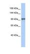 Spindle And Centriole Associated Protein 1 antibody, NBP1-70711, Novus Biologicals, Western Blot image 