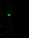 ADSL antibody, 11287-RP02, Sino Biological, Western Blot image 