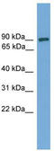 DEP Domain Containing 1 antibody, TA335906, Origene, Western Blot image 