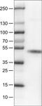 Carbonic Anhydrase 12 antibody, MA5-24597, Invitrogen Antibodies, Western Blot image 