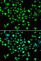 Protein Kinase AMP-Activated Non-Catalytic Subunit Gamma 1 antibody, LS-C346346, Lifespan Biosciences, Immunofluorescence image 