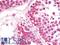 T Cell Leukemia Homeobox 3 antibody, LS-B10111, Lifespan Biosciences, Immunohistochemistry frozen image 