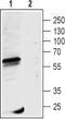 Gamma-Aminobutyric Acid Type A Receptor Rho1 Subunit antibody, TA328813, Origene, Western Blot image 