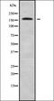 NK6 Homeobox 2 antibody, orb338386, Biorbyt, Western Blot image 