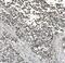 Lin-28 Homolog A antibody, A01966-2, Boster Biological Technology, Immunohistochemistry frozen image 