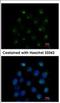 GTP-binding protein SAR1a antibody, NBP2-20261, Novus Biologicals, Immunofluorescence image 