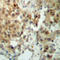 Ribosomal Protein S6 Kinase A5 antibody, LS-C368630, Lifespan Biosciences, Immunohistochemistry frozen image 