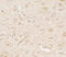 Mitogen-activated protein kinase scaffold protein 1 antibody, 7713, ProSci, Immunohistochemistry paraffin image 