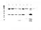 FES Proto-Oncogene, Tyrosine Kinase antibody, A01453, Boster Biological Technology, Western Blot image 