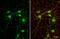 Solute Carrier Family 32 Member 1 antibody, GTX101908, GeneTex, Immunofluorescence image 