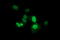 Zinc Finger And SCAN Domain Containing 21 antibody, LS-C338056, Lifespan Biosciences, Immunofluorescence image 