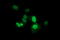 Zinc finger and SCAN domain-containing protein 21 antibody, LS-C338056, Lifespan Biosciences, Immunofluorescence image 