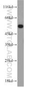 Ubiquitin Protein Ligase E3 Component N-Recognin 7 (Putative) antibody, 16903-1-AP, Proteintech Group, Western Blot image 