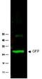 GFP antibody, NB600-308, Novus Biologicals, Western Blot image 