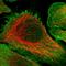 Kinesin-like protein KIF17 antibody, HPA032085, Atlas Antibodies, Immunofluorescence image 