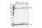 Kinesin Family Member 5B antibody, 18148S, Cell Signaling Technology, Western Blot image 