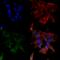 Protocadherin Gamma Subfamily A, 1 antibody, 56562, QED Bioscience, Immunocytochemistry image 