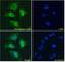Asporin antibody, LS-C54549, Lifespan Biosciences, Immunofluorescence image 