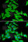 Serine/threonine-protein kinase 3 antibody, A6992, ABclonal Technology, Immunofluorescence image 