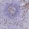 CD5 Molecule antibody, NBP2-38900, Novus Biologicals, Immunohistochemistry frozen image 