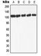 GRB2 Associated Binding Protein 1 antibody, MBS820856, MyBioSource, Western Blot image 