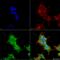 Ankyrin-1 antibody, LS-C773397, Lifespan Biosciences, Immunocytochemistry image 