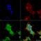 Ankyrin-R antibody, LS-C773397, Lifespan Biosciences, Immunocytochemistry image 