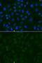 ATPase Na+/K+ Transporting Subunit Alpha 1 antibody, GTX64425, GeneTex, Immunofluorescence image 