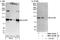 Holliday Junction Recognition Protein antibody, NBP1-47288, Novus Biologicals, Western Blot image 