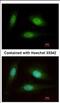 WD Repeat Domain 91 antibody, NBP2-20903, Novus Biologicals, Immunofluorescence image 