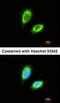 Mucin 2, Oligomeric Mucus/Gel-Forming antibody, orb74060, Biorbyt, Immunofluorescence image 