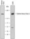 Clathrin Heavy Chain Like 1 antibody, PA5-47886, Invitrogen Antibodies, Western Blot image 