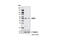 Autophagy Related 4C Cysteine Peptidase antibody, 5262S, Cell Signaling Technology, Western Blot image 