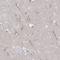 Centrosomal Protein 170B antibody, NBP2-31739, Novus Biologicals, Immunohistochemistry frozen image 