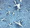 Sodium-coupled neutral amino acid transporter 4 antibody, 8343, ProSci Inc, Immunohistochemistry paraffin image 